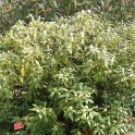 Osmanthus decorus P14